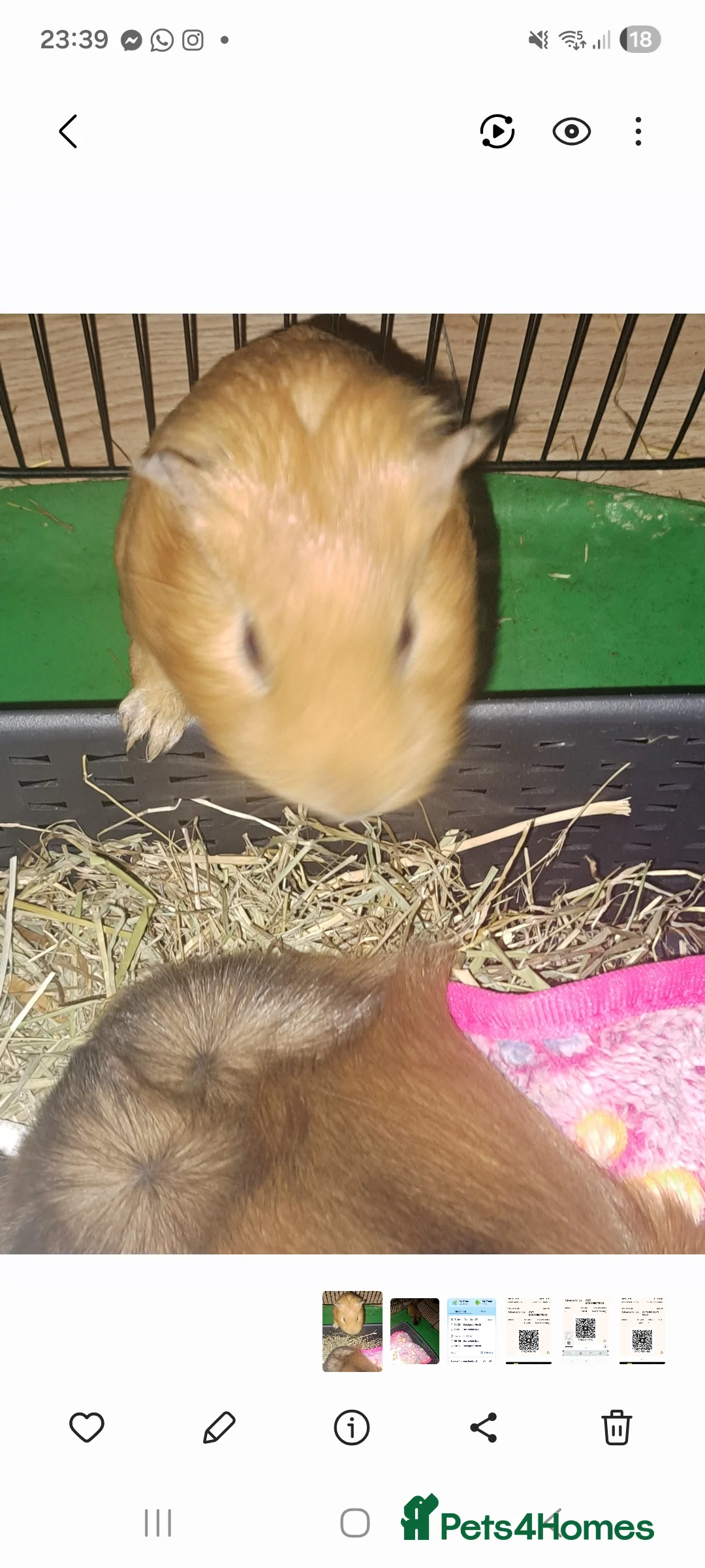 Guinea Pig rodents for sale: 2 beautiful male guinea pigs - Advert 1