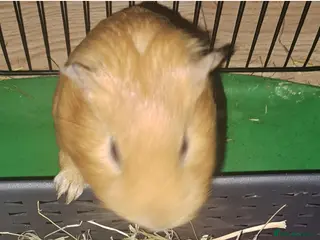 Guinea Pig rodents 2 beautiful male guinea pigs - Advert 11