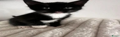 Felix 