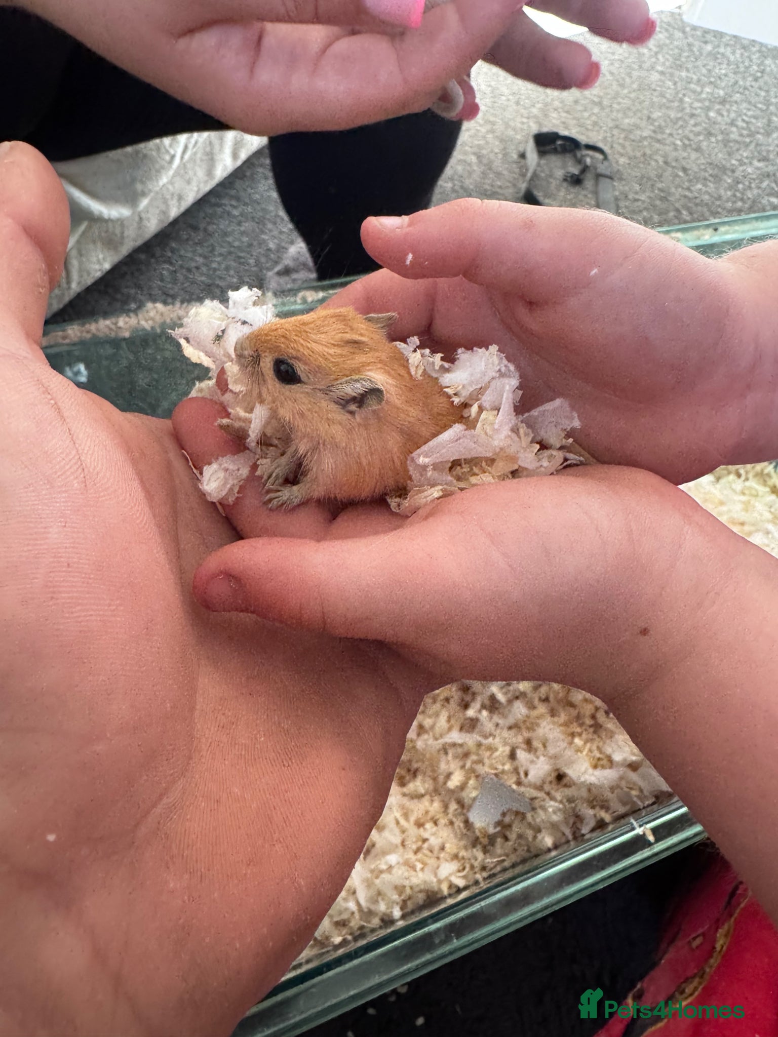 Gerbil rodents for sale: Gerbils for sale  - Advert 2