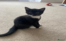 Mixed Breed cats for sale: ✨ Last 3 Adorable Mixed British Shorthair ✨ - Image 3