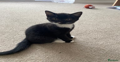 Mixed Breed cats - Advert 11