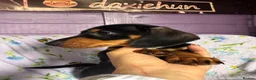 Miniature Dachshund dogs for sale: Ready now-1 KC registered miniature dachshund boy - Advert 6
