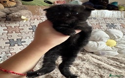 British Shorthair cats for sale: British shorthair cat  - Advert 3