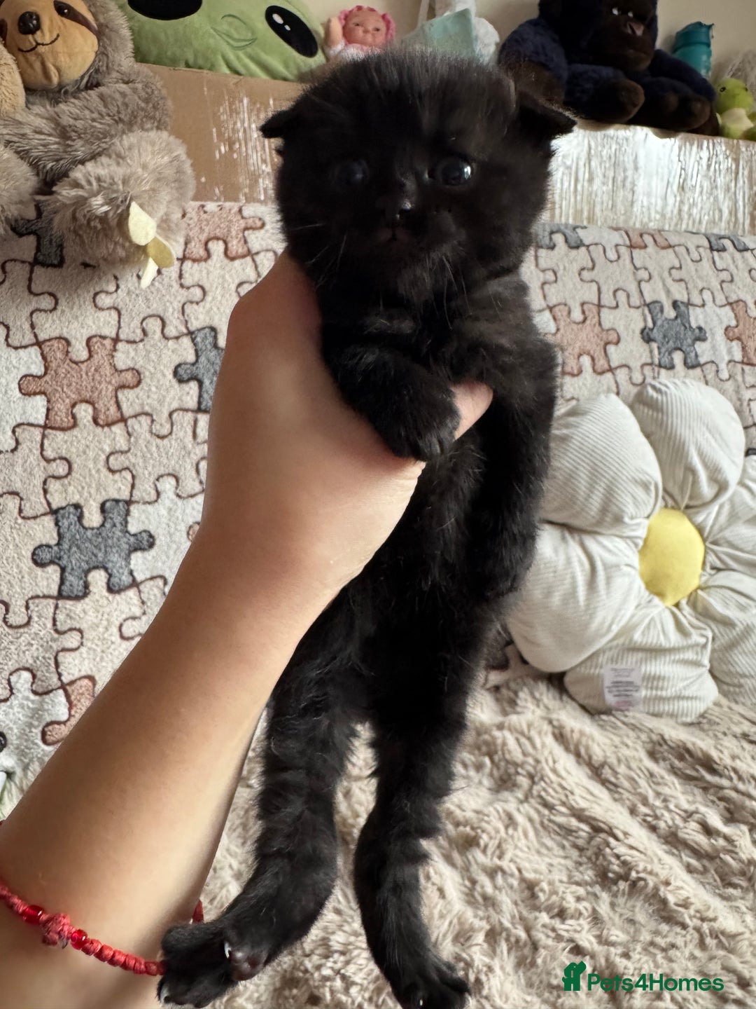 British Shorthair cats for sale: British shorthair cat  - Advert 3