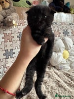 British Shorthair cats British shorthair cat - Advert 3