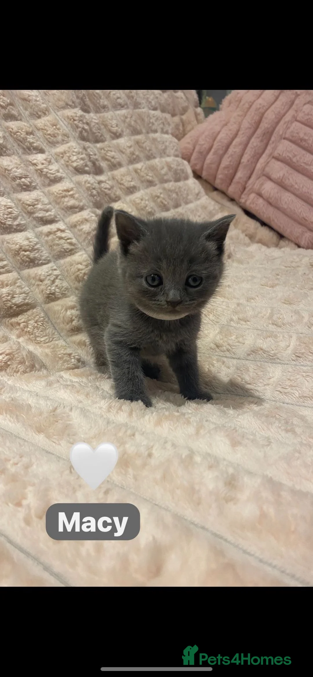 British Shorthair cats for sale: Beautiful British shorthair cross kittens🩵🩷 - Advert 28