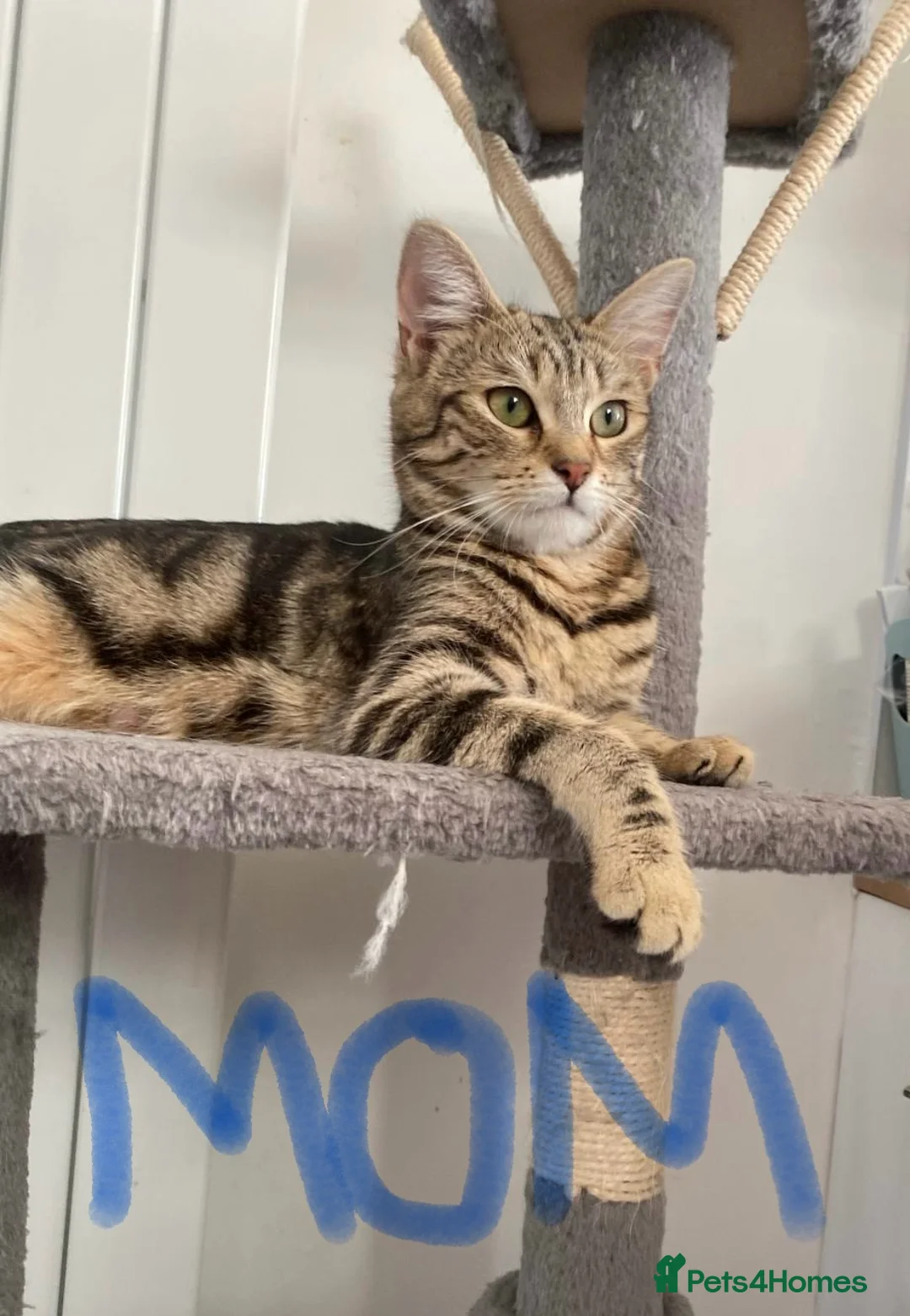 Mixed Breed cats for sale: British Mixed 4 Girls 2 Boys - Advert 2