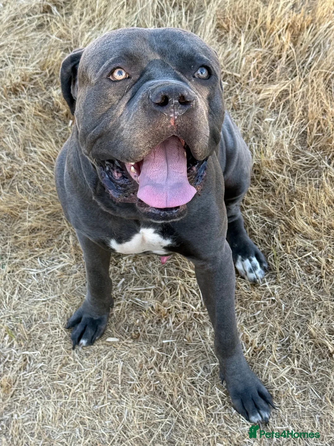 Cane Corso dogs for stud: Proven large cane corso stud - Advert 2