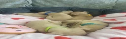 Italian Greyhound dogs for sale: 🏡 Italian greyhound puppies ready soon 🏡 - Advert 9