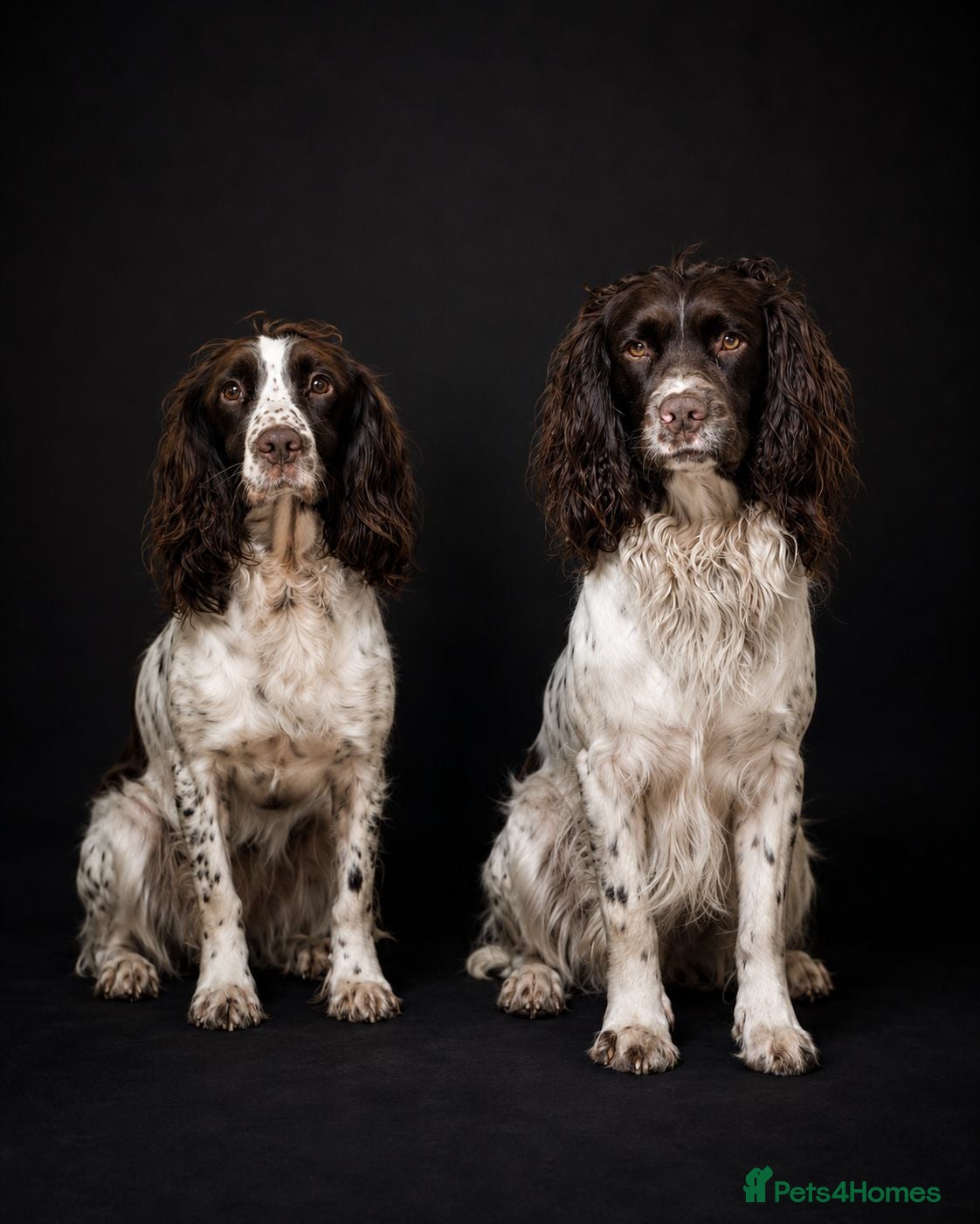 English Springer Spaniel dogs Boy Springer pup for sale  - Advert 2