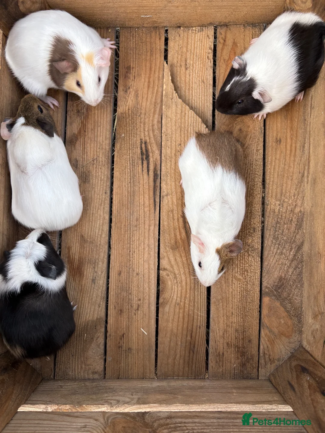 Guinea Pig rodents for sale: Female guinea pigs for sale sows  - Advert 2