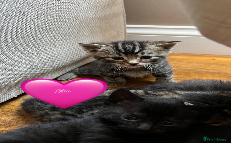 Domestic Shorthair cats - Advert 1