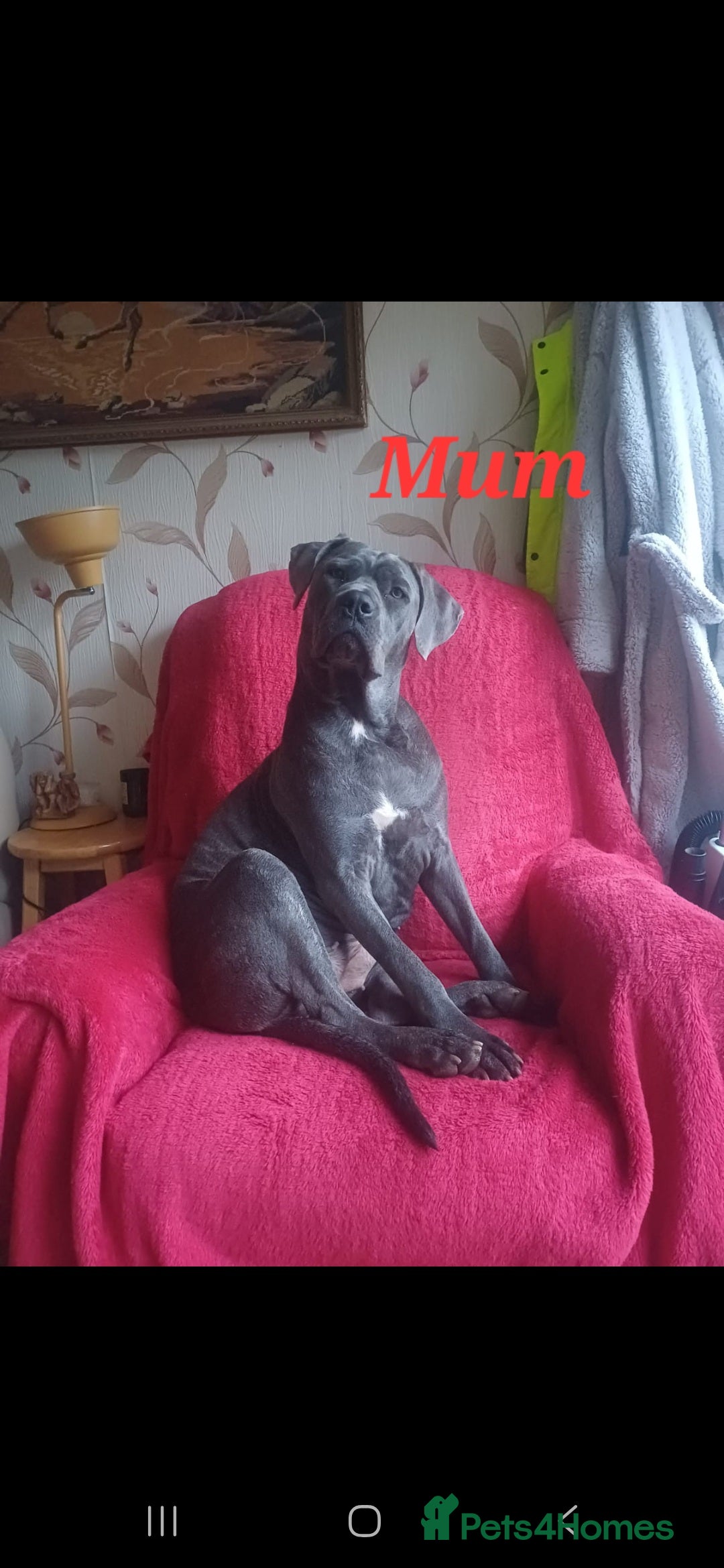 Cane Corso dogs for sale: Stunning 4th Generation Cane Corse Pups  - Advert 2