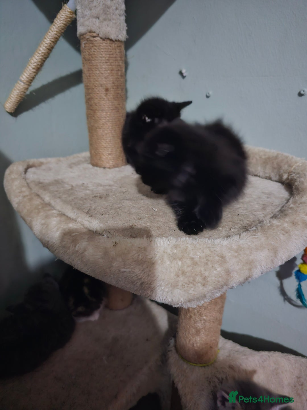 Mixed Breed cats for sale: Mixed kittens ready for their new home - Image 9