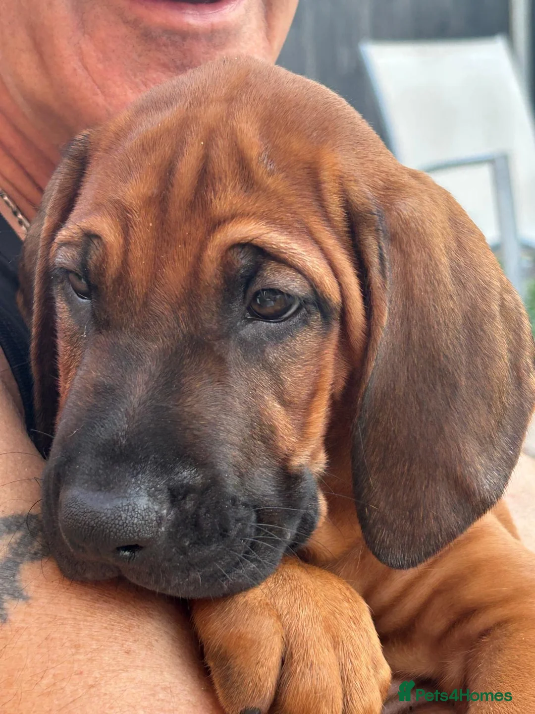 Rhodesian Ridgeback dogs for sale: KC Registered RR Ready for forever Homes 1st July - Advert 1