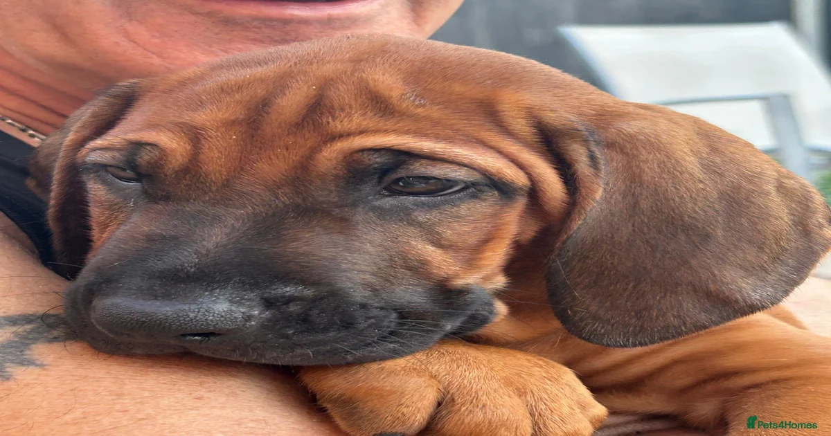 Rhodesian Ridgeback Puppies For Sale Pets4Homes Rhodesian Ridgeback Puppies For Sale Pets4Homes