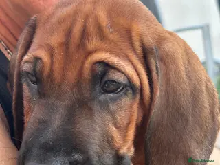 Rhodesian Ridgeback dogs 1 Beautiful girl left KC Registered - Advert 2