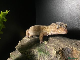 Gecko reptiles for sale: Leopard gecko with enclosure - Advert 2