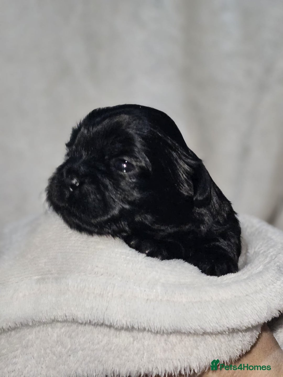 Shih Tzu dogs for sale: Shih tzu puppies  - Advert 14
