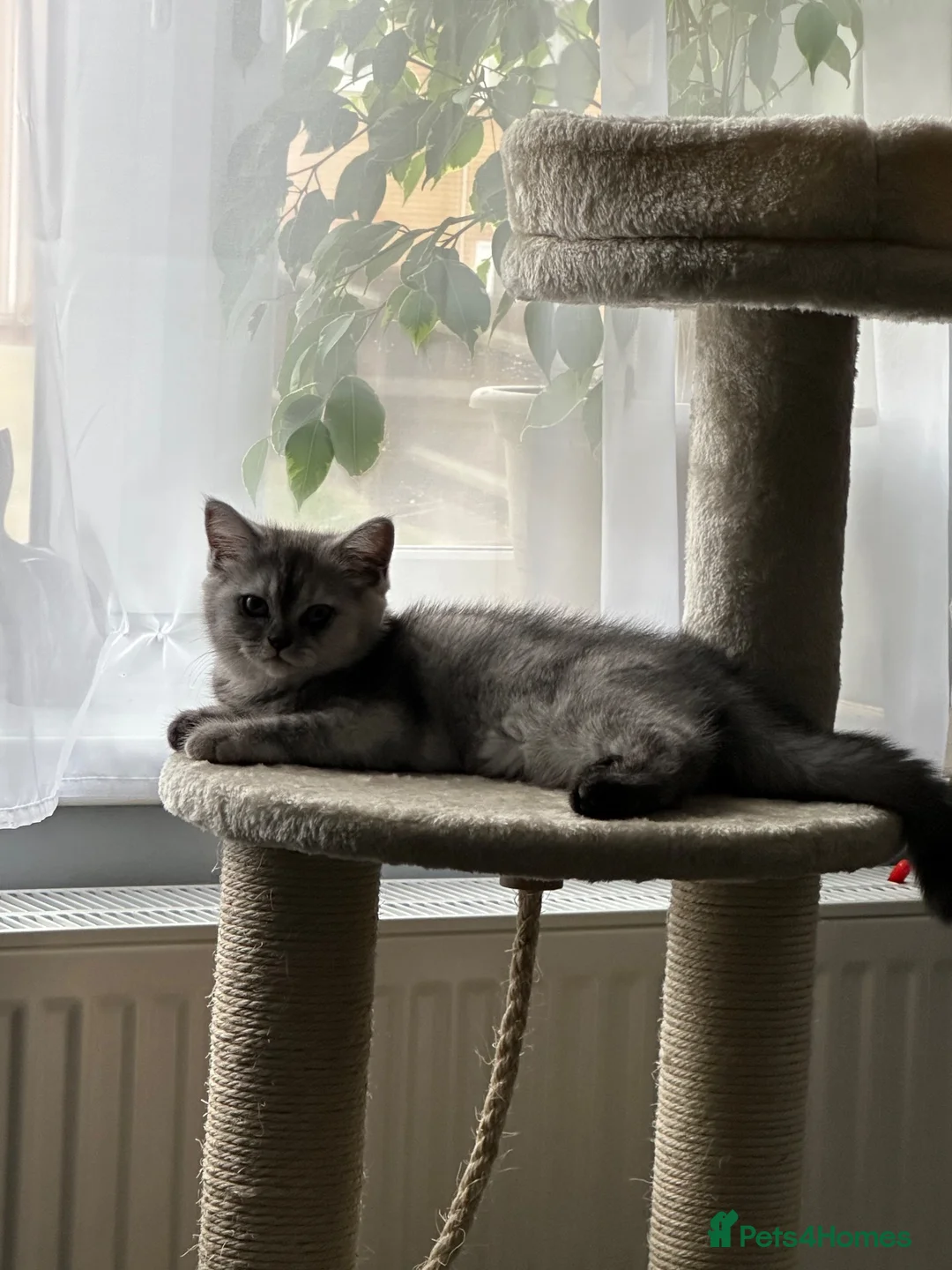 Scottish Fold cats for sale: Beautiful 5 Month Old Scottish Fold Girl in Spalding - Advert 2