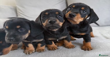 Mixed Breed dogs - Advert 9