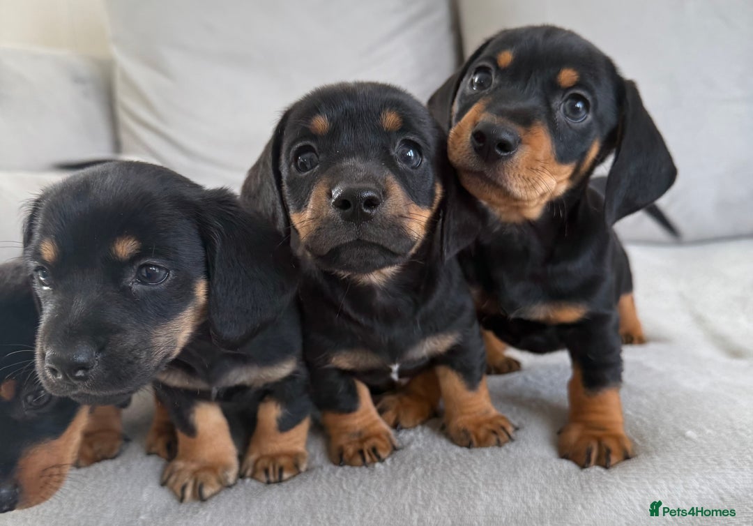 Mixed Breed dogs for sale: Beautiful Jackadac puppy’s ❤️ - Image 2