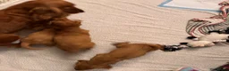Cocker Spaniel dogs for sale: Red Show Type Cocker Spaniel puppies  - Advert 11