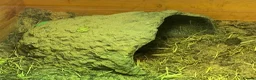 Tortoise reptiles for sale: Mediterranean Spur Thighed Tortoise - Advert 4