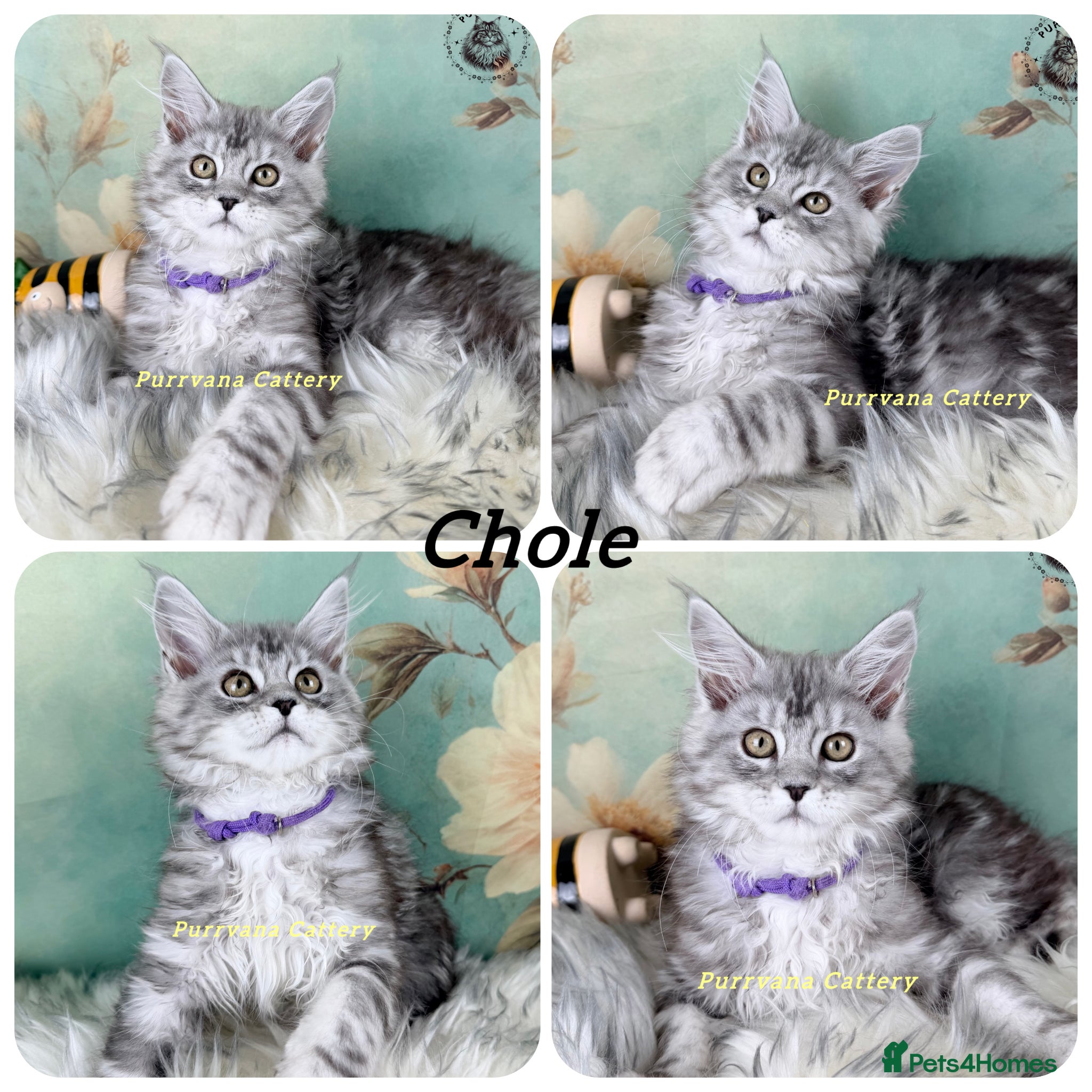 Maine Coon cats TICA registration Maine coon kittens Ready Now - Advert 2