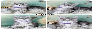 Chole