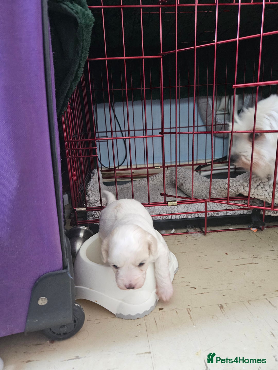 Maltipoo dogs for sale: Beautiful Maltipoo puppies  - Advert 5