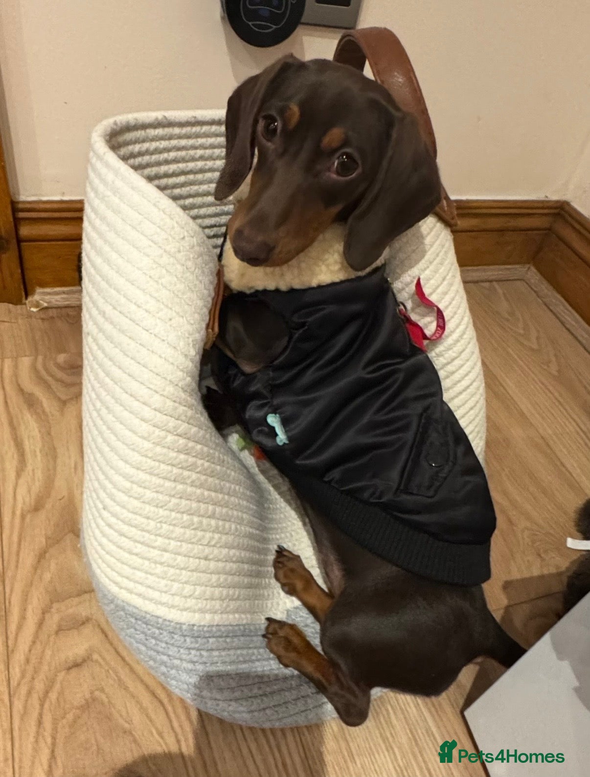 Miniature Dachshund dogs Only start home for my miniature Dachshund Bella! - Advert 4