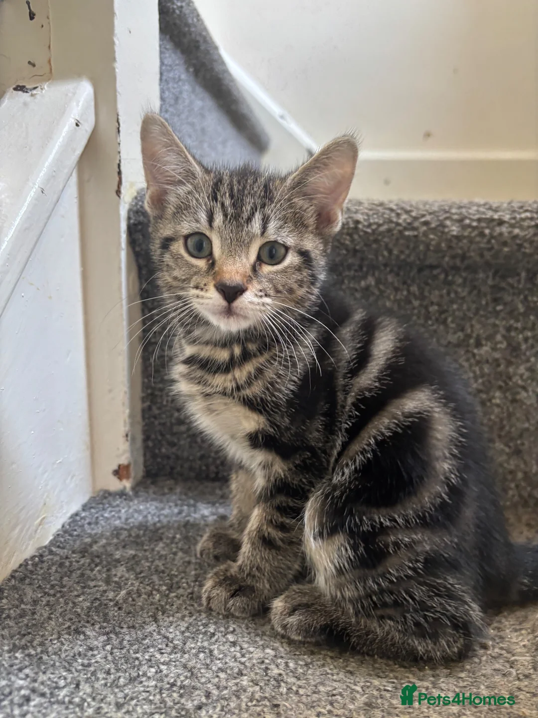 Bengal cats for sale: Bengal mixed kitten  - Advert 2