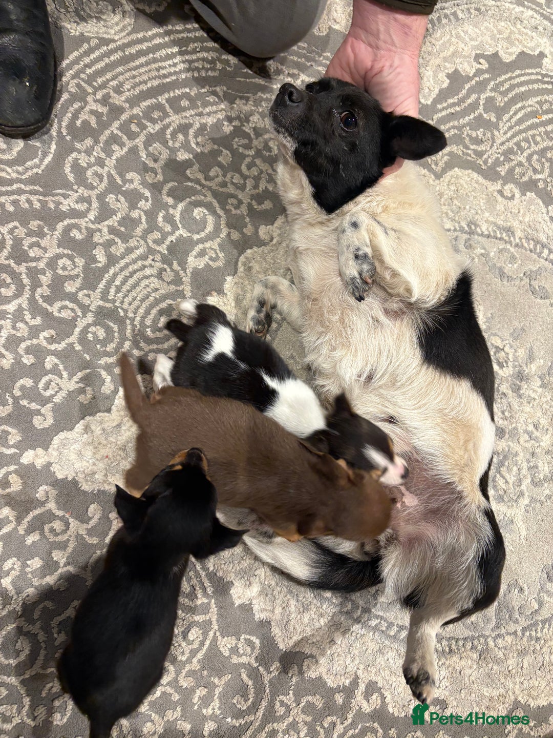 Mixed Breed dogs for sale: 3 beautiful puppies  - Advert 7