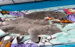 British Shorthair cats for sale: Gorgeous teddy BHS kitties from GCCF parents  - Image 12