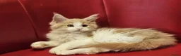 Maine Coon cats for sale: TICA Registered Maine Coon Kittens –  Ready Now!  in Northampton - Advert 13
