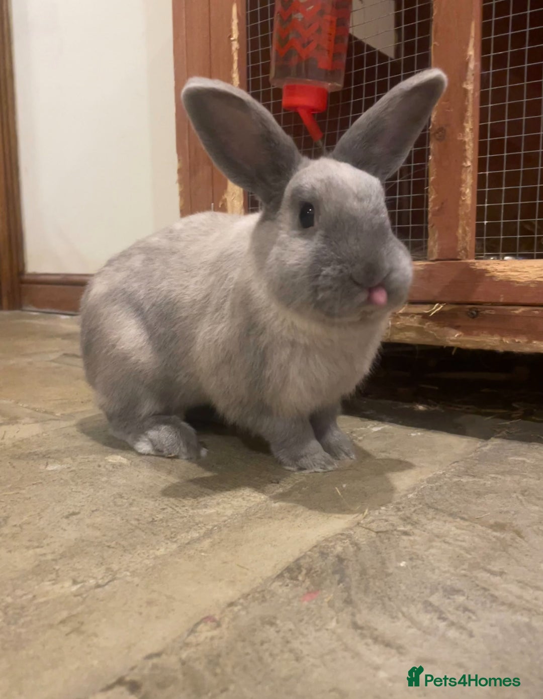 Lionhead rabbits for sale: House rabbits (Must go separate) - Advert 5