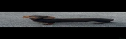 Miniature Dachshund dogs for stud: PROVEN KC MINIATURE DACHSHUND STUD  - Advert 4