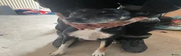 Mixed Breed dogs for sale: Max the border collie - Advert 1