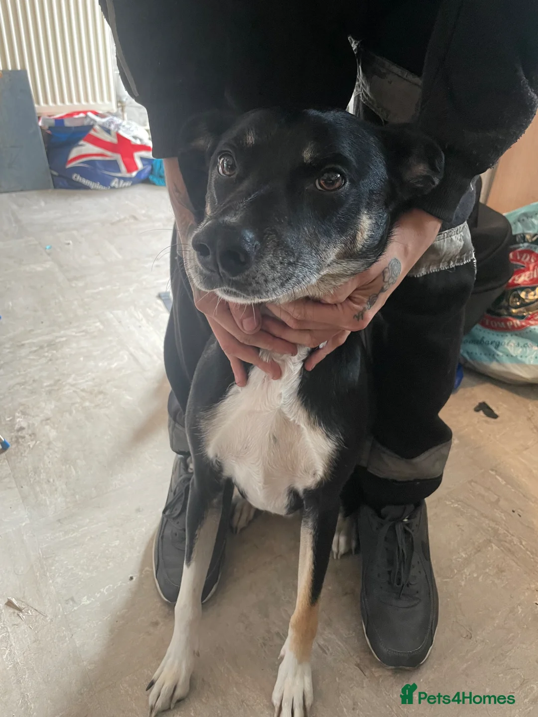 Mixed Breed dogs for sale: Max the border collie - Advert 1