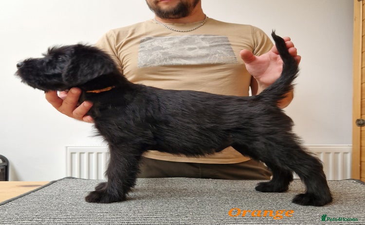 Giant Schnauzer dogs - Advert 1