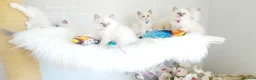 Ragdoll cats for sale: READY😻PURE BEAUTIFUL RAGDOLL 😻😻😻 - Advert 6