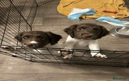 English Springer Spaniel dogs for sale: 2 female springer spaniels  - Image 2