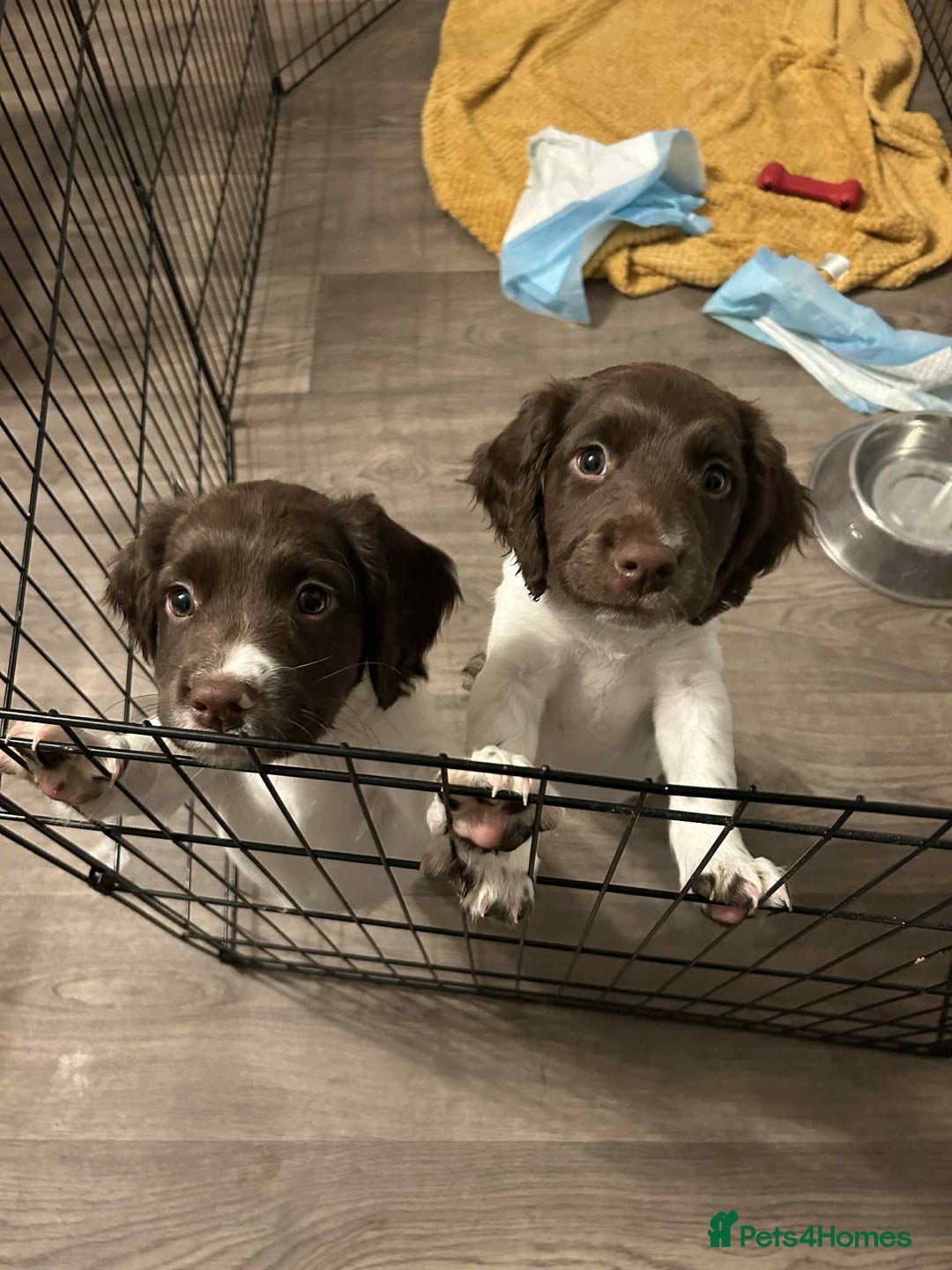 English Springer Spaniel dogs for sale: 2 female springer spaniels  - Image 2