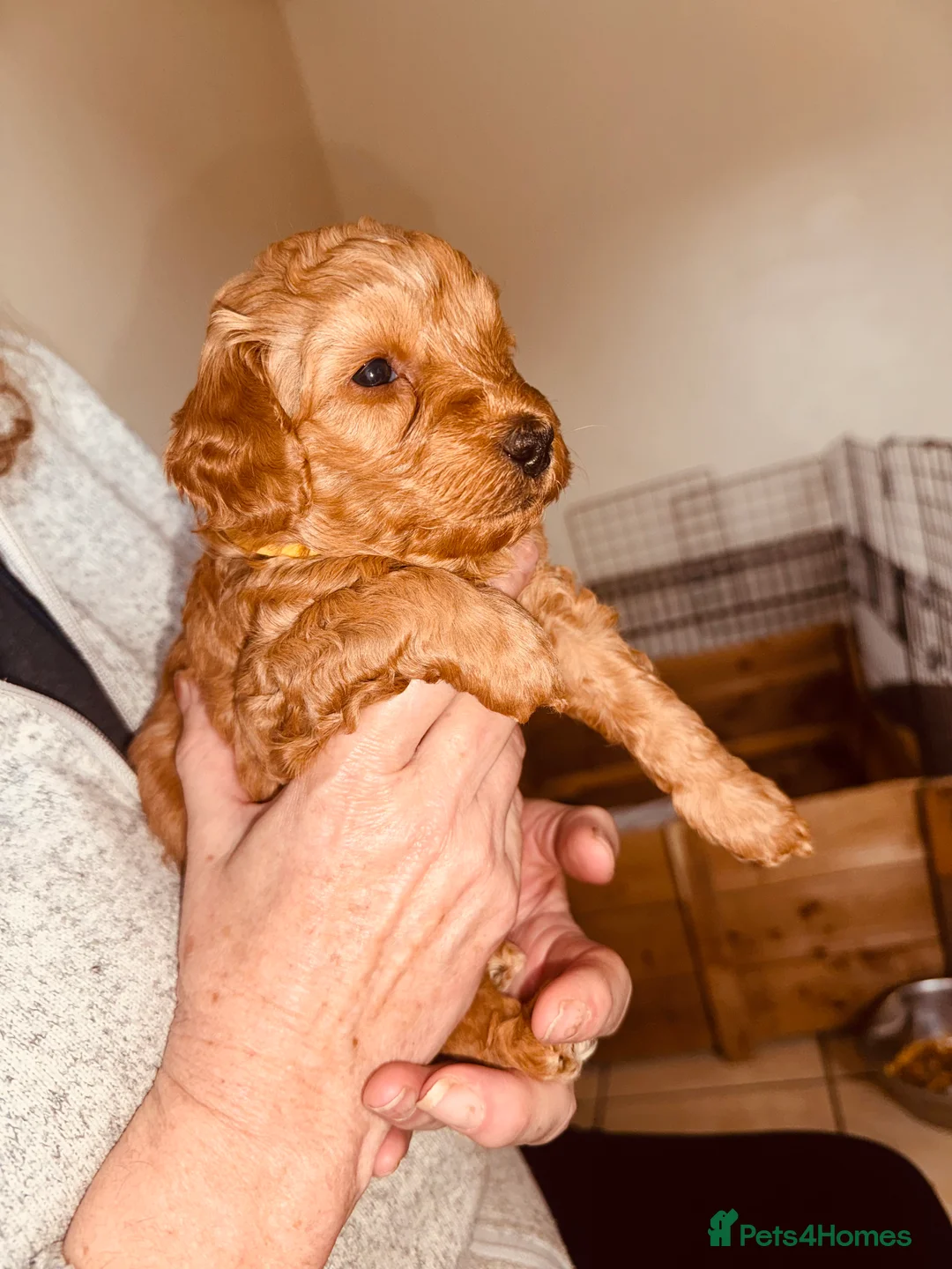 Labradoodle dogs for sale: F2bb labradoodle  - Advert 10