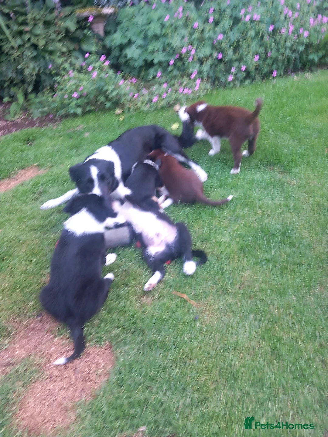 Border Collie dogs for sale: Looking for a good home in Maybole - Advert 2