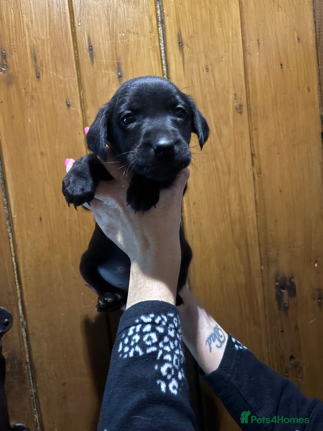 Labrador Retriever dogs for sale: Ready to leave now 3 gorgeous males pups left  - Advert 21