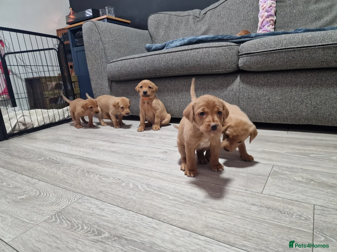 Labrador Retriever dogs for sale: Ready Now! Beautiful Red Fox Labrador Puppies - Advert 8