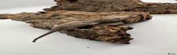 Gecko reptiles for sale: Baby gargoyle gecko mix morphs  - Advert 10